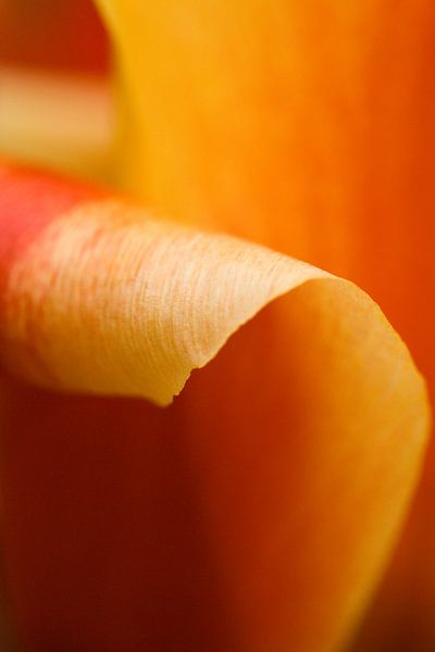 Orange tulip by Ada Zyborowicz