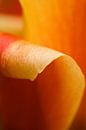 Orange tulip by Ada Zyborowicz thumbnail