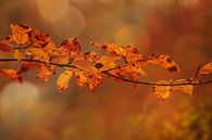 Herfst in optima forma van Carla van Zomeren thumbnail
