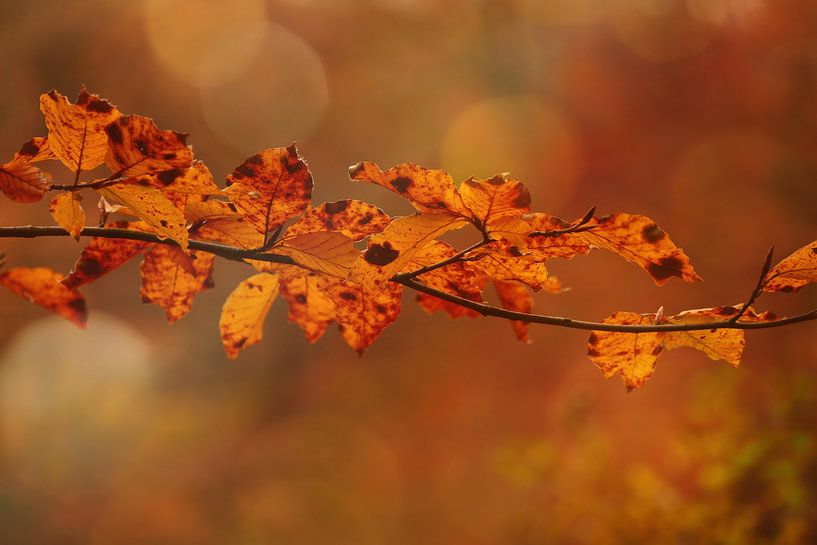 Herfst in optima forma van Carla van Zomeren