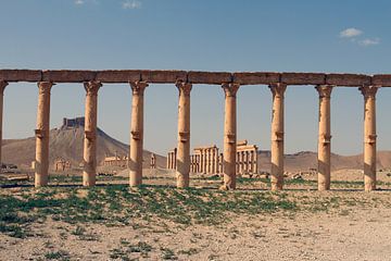 Palmyra - Where columns tell stories