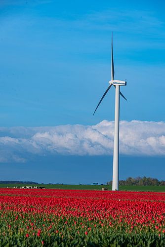 Zeewolde Flevoland