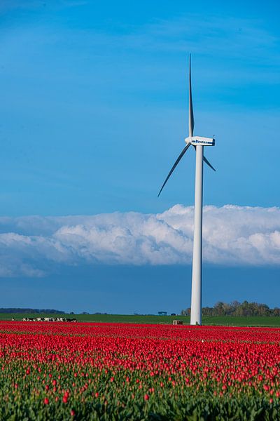 Zeewolde Flevoland by Robinotof