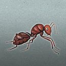 Rote Ameise von Bianca Wisseloo Miniaturansicht