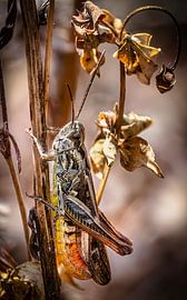 grasshopper brown red by Peter Smeekens