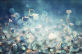 Diamonds by Stefan Eisele