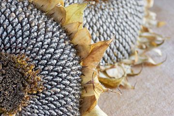 Uitgebloeide zonnebloemen van Harry Wedzinga
