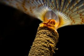 Röhrenwurm von Joey Bokkers