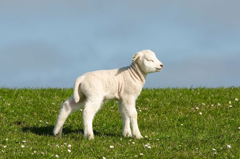 Lammetje op dijk van Tonko Oosterink
