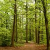 Forêt au printemps sur Corinne Welp