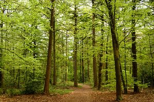 Forêt au printemps