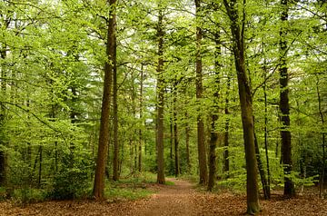 Spring forest by Corinne Welp