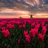 Tulpen met molen van Richard Nell