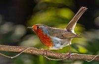 Robins