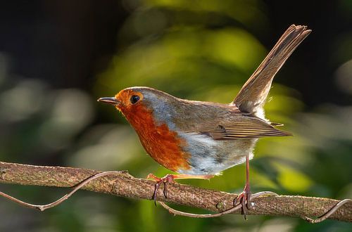 Robins