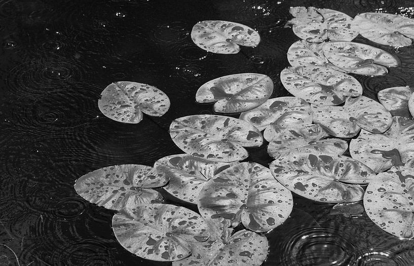 Leliebladeren in de regen in zwart-wit van Anne van de Beek