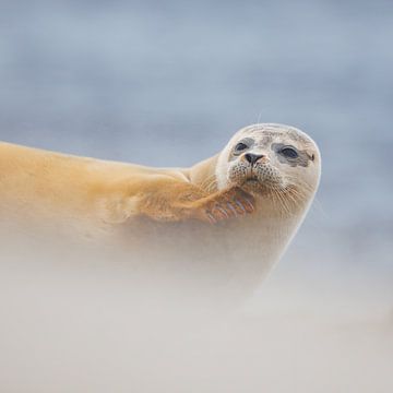 gewone zeehond van Pim Leijen