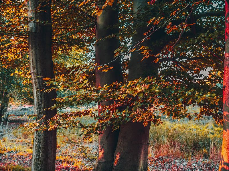 Herbst von snippefotografie