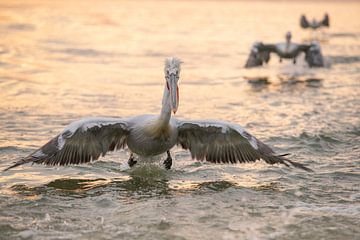 Vliegende Pelikanen Zonsopkomst Griekenland van Nanda Bussers