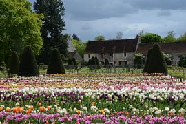 Flower Garden by jacky weckx