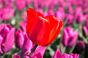 eine rote Tulpe in einem Feld zwischen violetten Tulpen