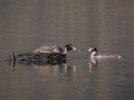 Een paar fuutjes tijdens een teder moment in het ochtendlicht aan het meer van Christina Bauer Photos