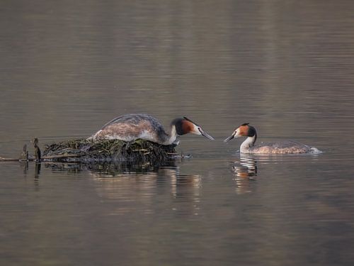 A pair of great crested grebes in a tender moment in the morning light by the lake by Christina Bauer Photos