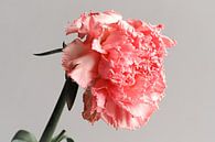The Garden Carnation by Randy Riepe thumbnail