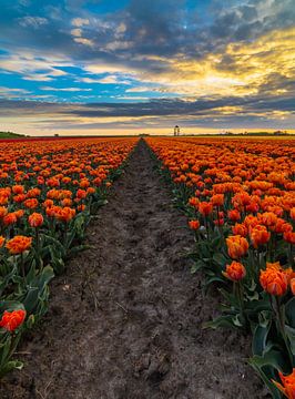 oranje boven van peterheinspictures