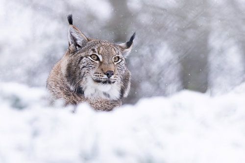 lynx in the snow