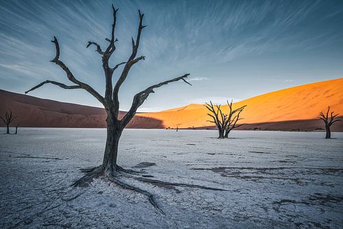 Stevig geworteld in witte klei