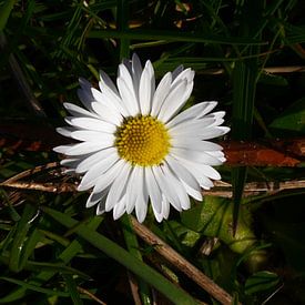 UniQ Clicks photo de profil