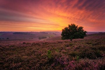 Posbank by Martin Podt