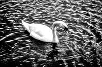 The Swan