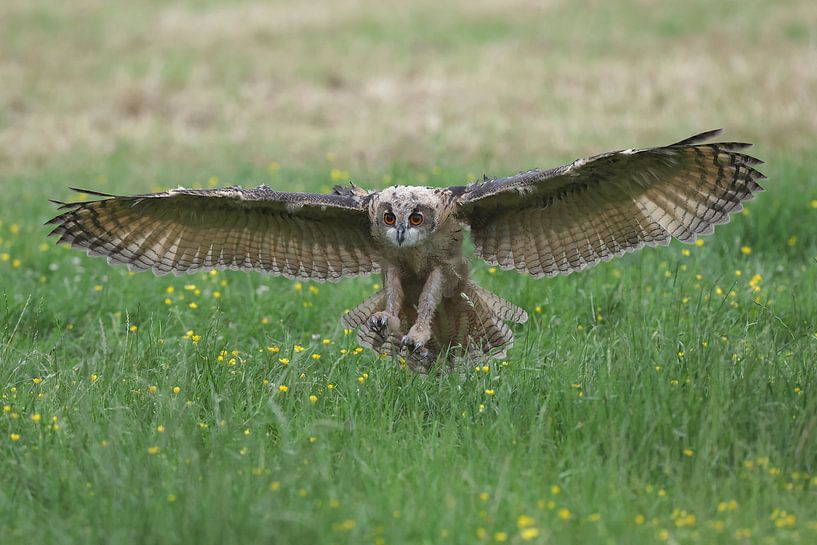 Europäischer Uhu (Bubo bubo) von Ronald Pol