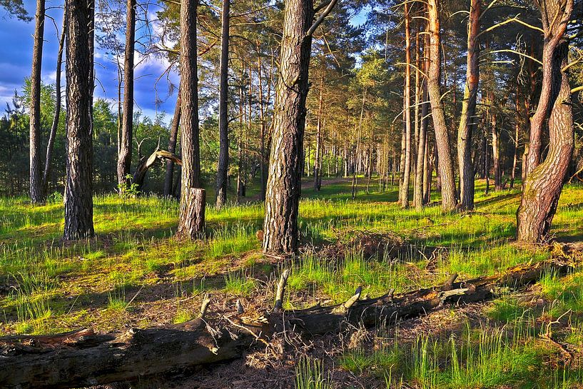 Lenteachtig avondlicht in het dennenbos van Silva Wischeropp