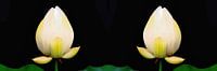 Heilige Lotus Tweeling