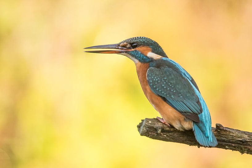 Kingfisher by Gert Hilbink