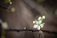 Il y a le printemps