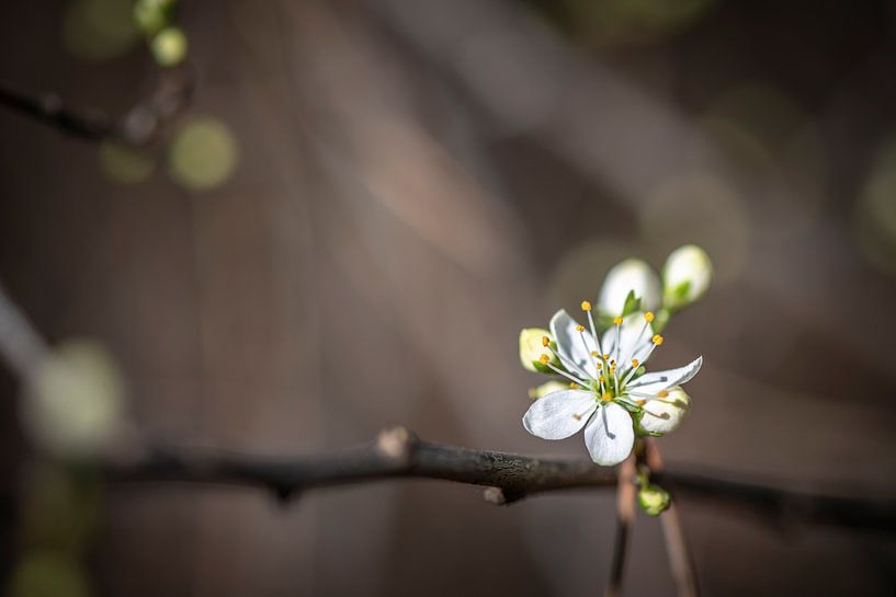 There's spring by Els Geboers