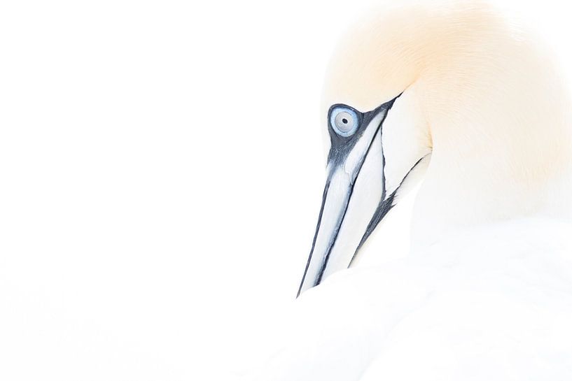 Jan van Gent high key by Milou Hinssen