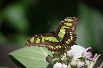 vlinder van Willemijn van Donkelaar