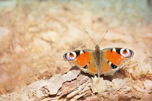 Fly butterfly, fly!