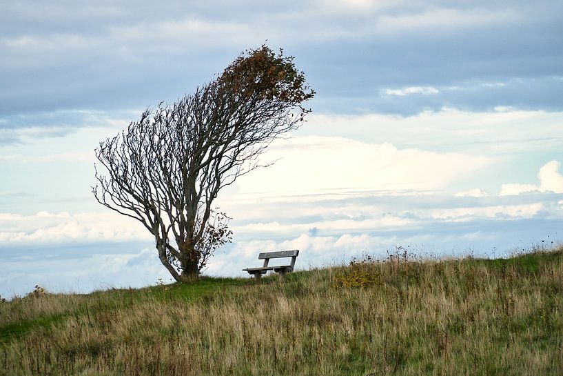 Tree bent by the wind with a bench on a cliff by the sea. by Martin Köbsch