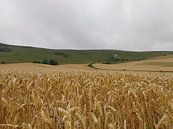 Een korenveld bij de long men par Veluws Aperçu