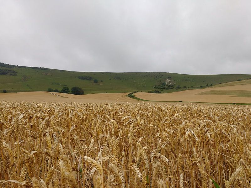 Een korenveld bij de long men par Veluws