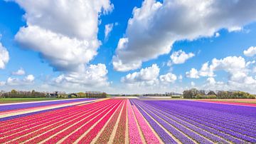 kleurrijk lente landschap van bloeiende hyacinten van eric van der eijk