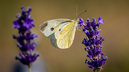 Kohlweißling im Morgenlicht auf dem Golden Lavender