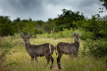 Waterbokken in Zuid-Afrika