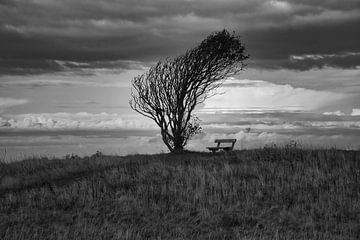 Tree bent by the wind with a bench on a cliff by the sea. by Martin Köbsch